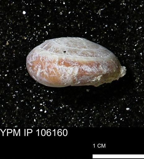 Poecilozonites bermudensis zonatus