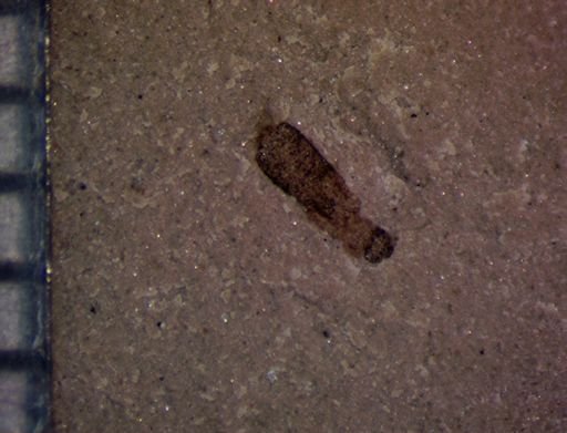 undet. Insecta