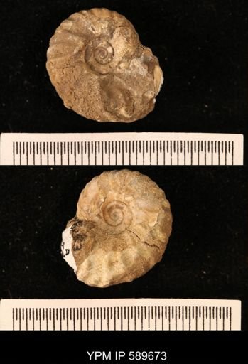 Hoploscaphites comprimus