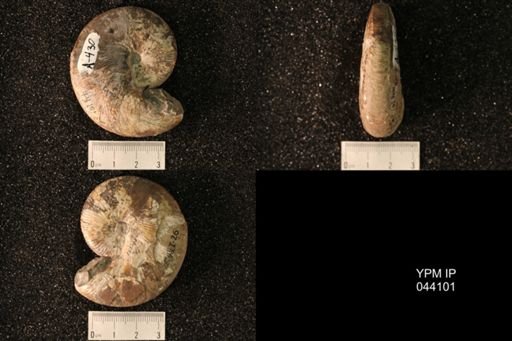 Hoploscaphites nicolletii