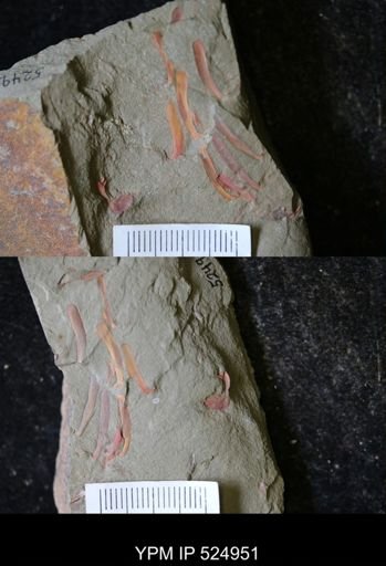 Trilobita