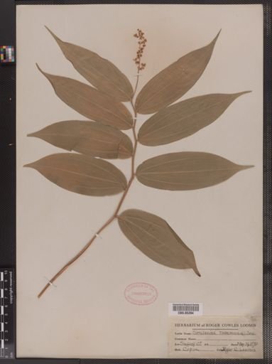 Maianthemum
