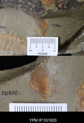 undet. Xiphosurida
