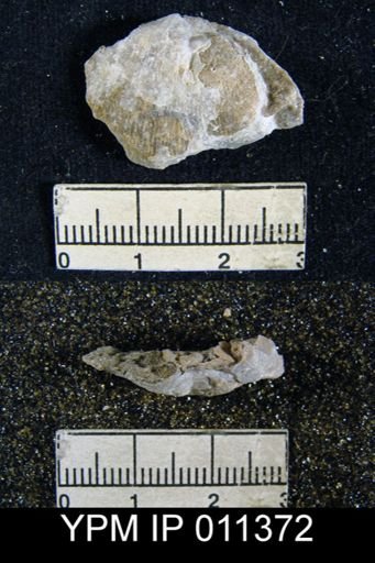 Orthotetella wolfcampensis