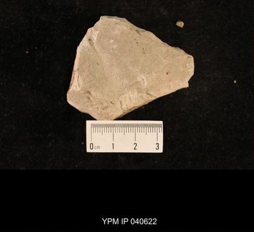 Lemmatophora typa