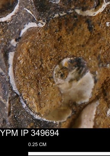 undet. Mollusca