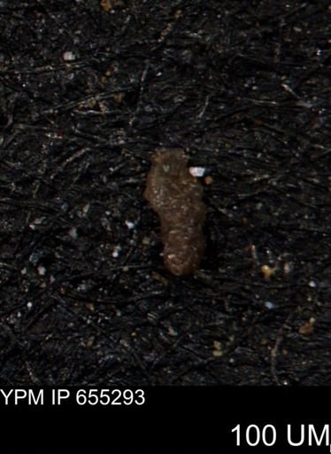 Ammobaculites obliquus
