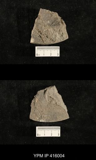 Myalina sp.; fragments of