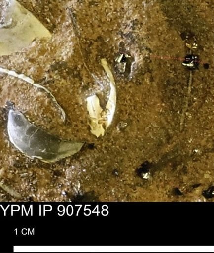 undet. Mollusca