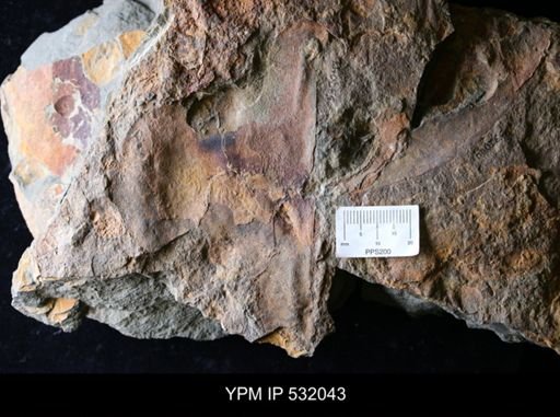 undet. Asaphacea