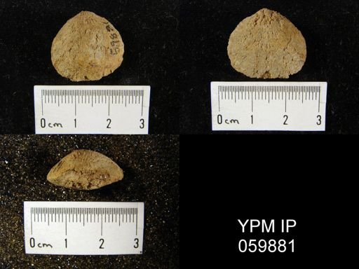 Rhipidomella musculosa