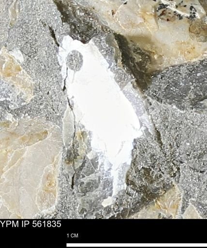 undet. Bivalvia
