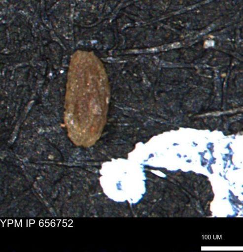 Miliammina manitobensis