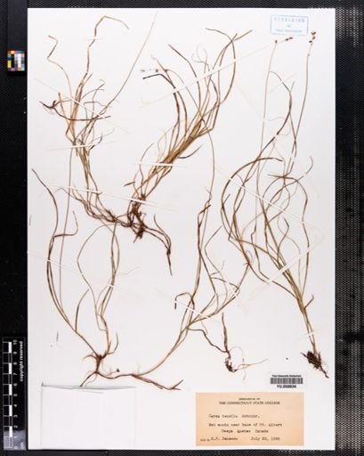 Carex disperma
