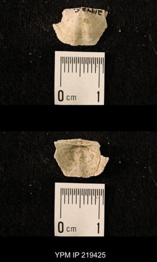Chonetes granulifer