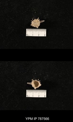 undet. Brachiopoda
