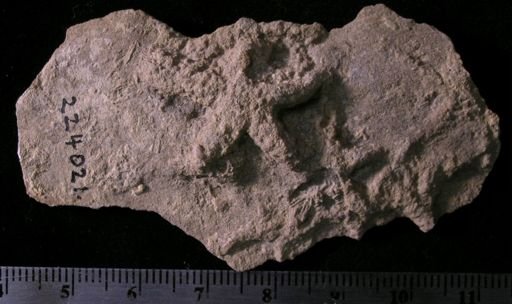Asteriacites lumbricalis