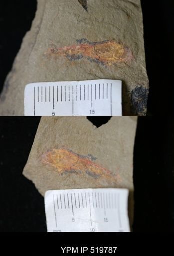undet. Hyolithida