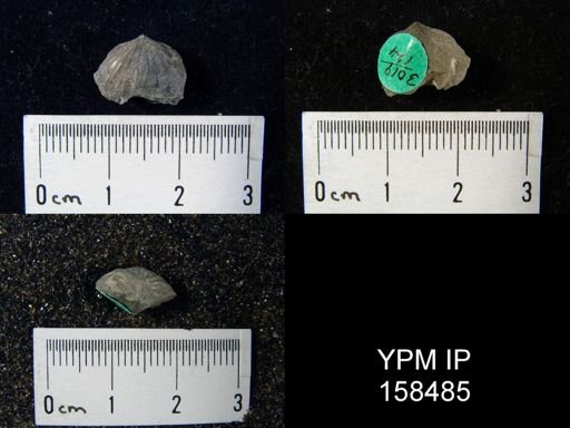 Rhynchonella glacialis