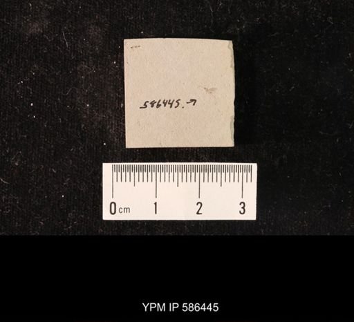 undet. Hymenoptera