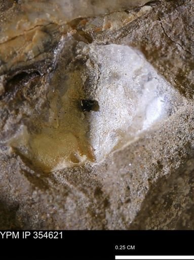 Pseudoptera subtortuosa