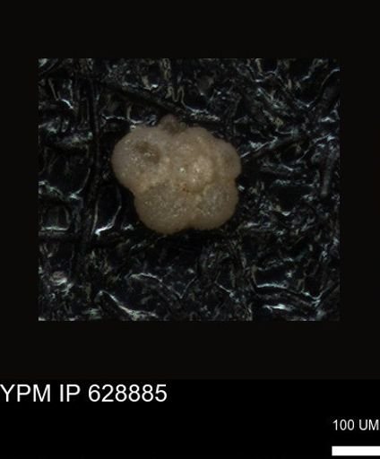 undet. Foraminiferida