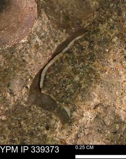 undet. Mollusca