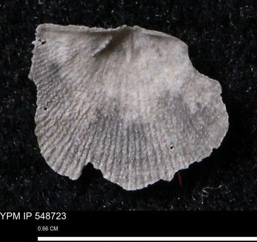 Stropheodonta perplana