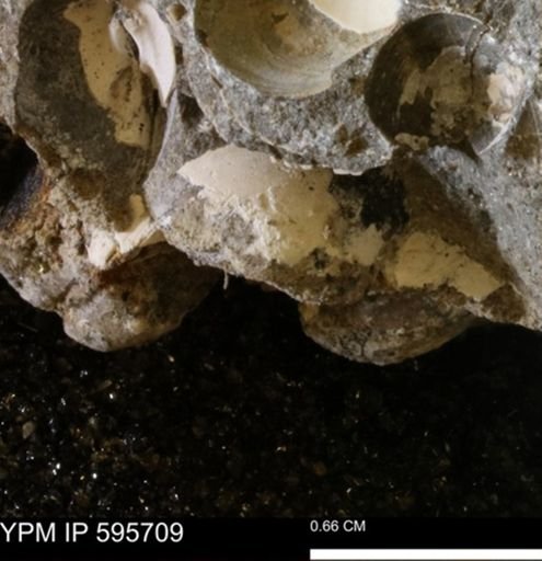 Protocardia sp.