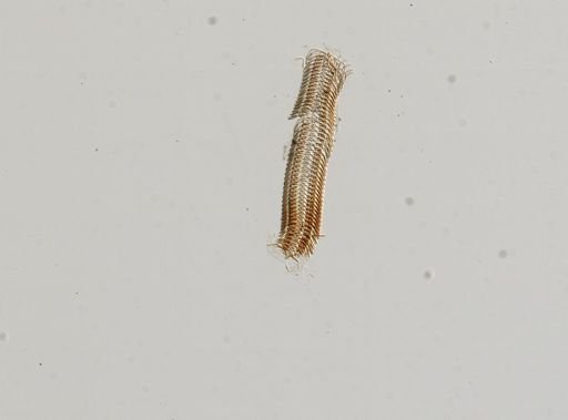 Somatogyrus subglobosus