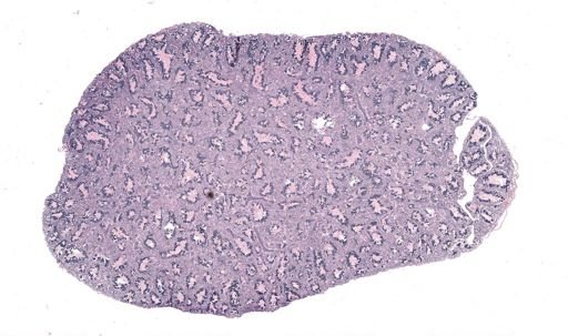 Rana clamitans