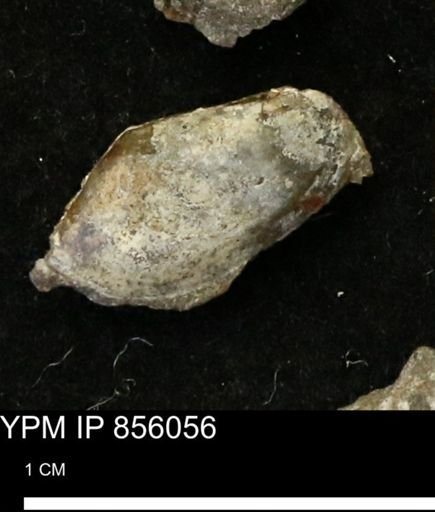 Nuculana sp.
