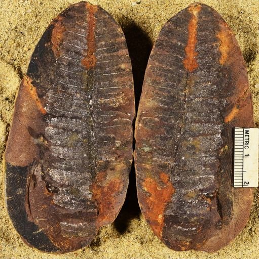 Pecopteris