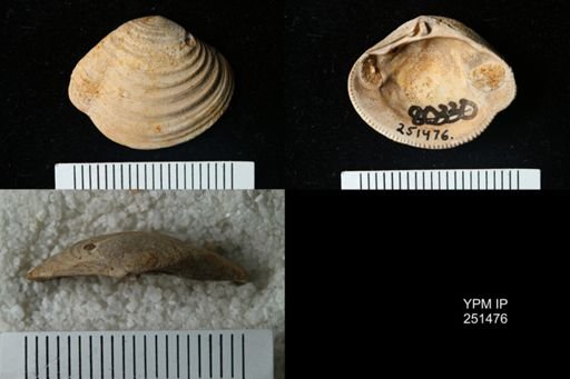 Lirodiscus tellinoides
