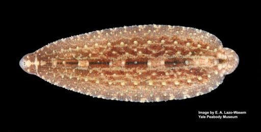 Placobdella papillifera