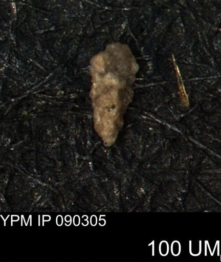 Verneuilina canadensis