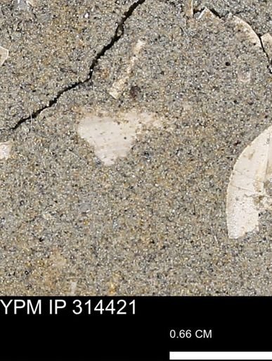 undet. Mollusca