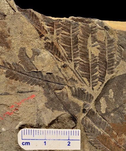Calcaropteris boeselii