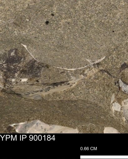 undet. Mollusca
