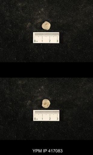 Euphemites carbonarius