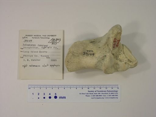 Teleoceras fossiger
