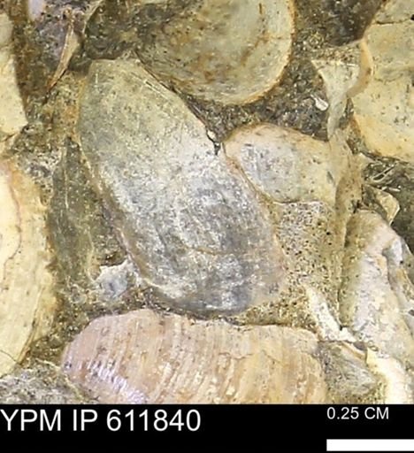 Protocardia sp.