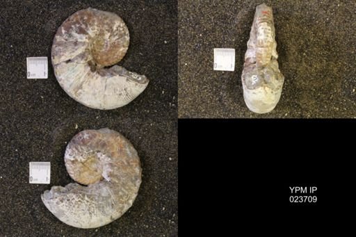 Hoploscaphites nicolletii