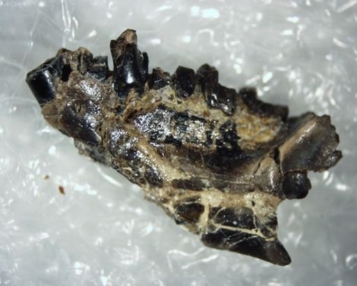 Tetonius