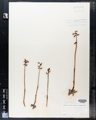 Corallorhiza corallorhiza