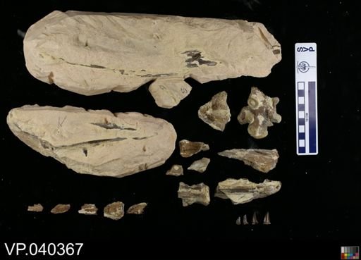 Clidastes sp.