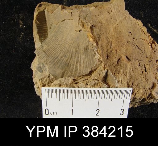 Camarotoechia oblata