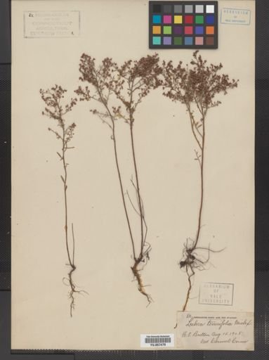 Lechea tenuifolia