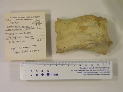 Teleoceras fossiger