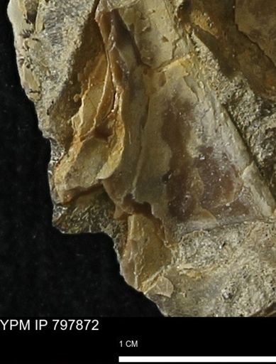 Inoceramus